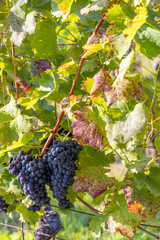 Ripening grapes in Southern Moravia, Czech Republic