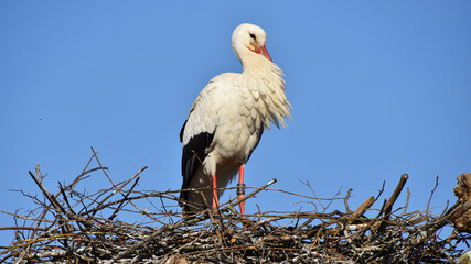 Ein Storch sitzt wartend auf seinem Horst