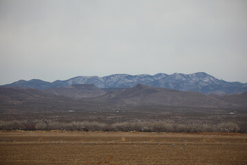 Obraz premium Sandhill cranes and snow geese sunrise dawn takeoff huge flocks in New Mexico Bosque del Apache wilderness preserve