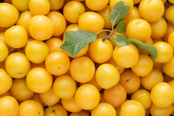 Fruit background. Yellow plum close-up.