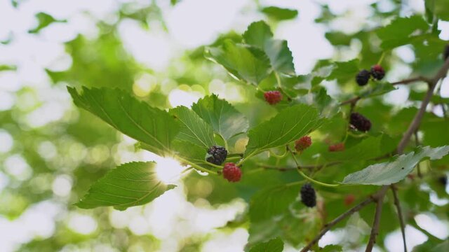 Closeup view 4k stock video footage of beautiful healthy green branches of mulberry fruit tree isolated on sunny sky background. Foliage and berries with soft sparkling sunshine of magic sun set sun