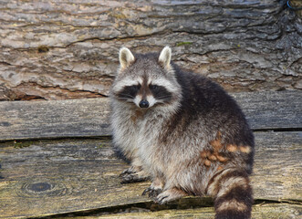 Säugetiere - Ein Waschbär (Procyon lotor) auf einer Holzbank