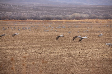 Fototapeta na wymiar Sandhill cranes and snow geese sunrise dawn takeoff huge flocks in New Mexico Bosque del Apache wilderness preserve