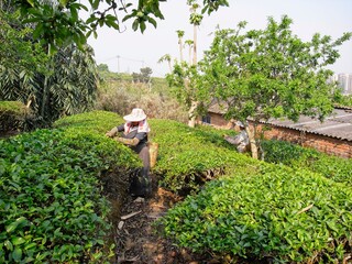 Pu'er, China - 16 March 2013 : Tea production Pu'er Yunnan China