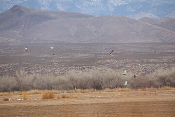 Sandhill cranes and snow geese sunrise dawn takeoff huge flocks in New Mexico Bosque del Apache wilderness preserve