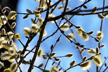 willow branch with catkins