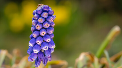 Frühlingsblumen auf einer bunten Wiese!