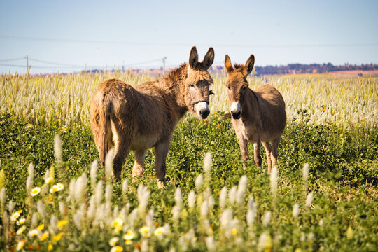 2 visible donkeys in a green meadow.
