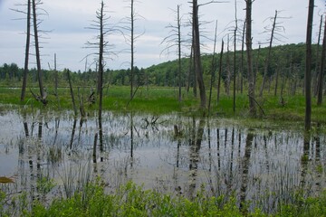 Beaver pond in the Catskill Mountains NY