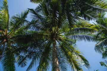 Fototapeta na wymiar Branches of coconut palms under blue sky.