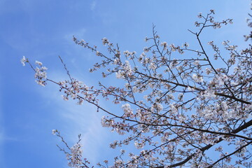 鎌倉の桜と風景