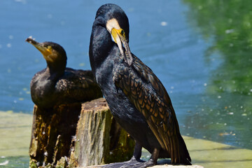 Zwei Kormorane auf Holzstümpfen im Sonnenschein vor einem Teich