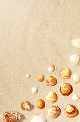 Seashells pattern on the sandy beach. Summer background.