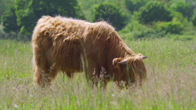 Closeup Of Highland Cattle On Grassy Field