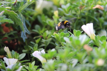 1hummel