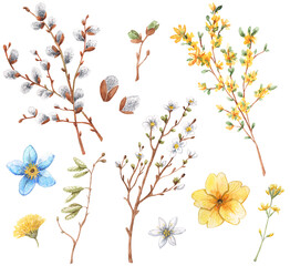 Watercolor illustration of spring blooming branches and flowers.