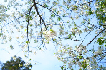 鎌倉の桜と風景