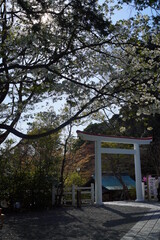 鎌倉の桜と風景