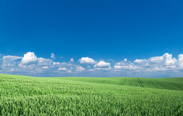  field of grass and perfect sky