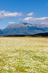 Fototapeta na wymiar Blooming meadow with High Tatras, Slovakia