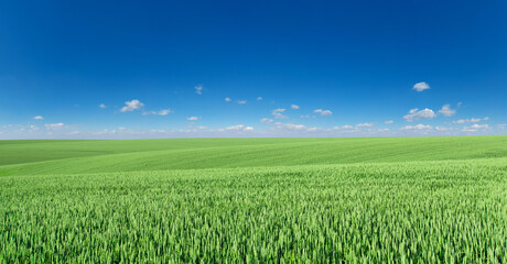  field of grass and perfect sky