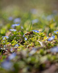 bee on forget-me-not