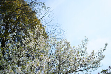 鎌倉の桜と寺