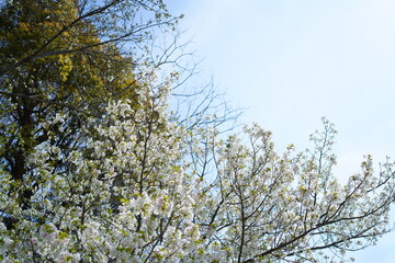 鎌倉の桜と寺