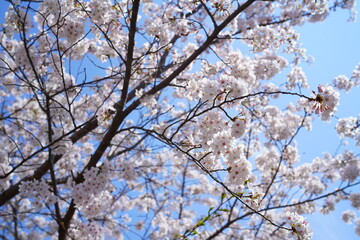 鎌倉の桜と寺