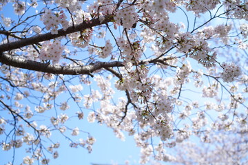鎌倉の桜と寺