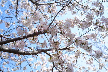 鎌倉の桜と寺