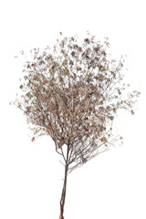 Dead tree isolated on white background with clipping path.