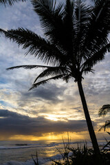 palmera atardecer