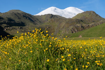 View of Mount Elbrus (from the north, out of focus) with buttercups on the foreground (in focus). Prielbrusye National Park, Kabardino-Balkaria, Caucasus, Russia..