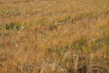 Ripe barley ears, full frame. Harvest cereals, background. Backdrop of ripening ears of yellow cereal field ready for harvest growing in a farm field. Copy space for advertising text message.