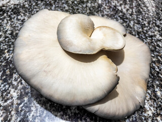 Known as thistle mushroom, scientific name Pleurotus Eringii.