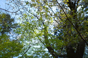 鎌倉の桜と寺