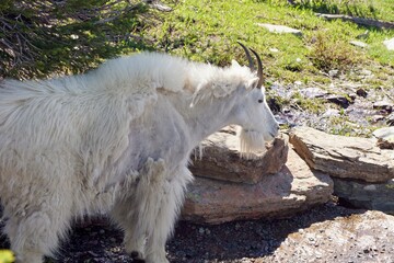 Mountain goats on Hidden Lake Nature Trail in Glacier National Park Montana USA