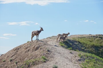 Naklejka na ściany i meble Mountain goats in Badlands National Park in South Dakota