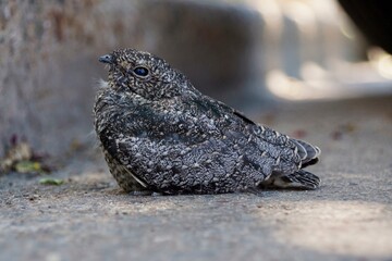 The nighthawk is a nocturnal bird  within the nightjar family