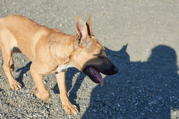 A selective focus of a dog with its shadow on the ground