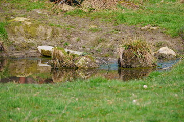 small reflective pond on a green meadow