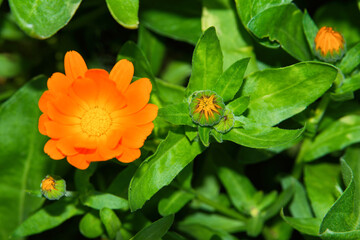 Summer floral garden. Bright-orange flower Marigold or pot marigold or Ruddles (Latin: Calendula officinalis) on a background of green leaves, close up. Selective focus. Free space.