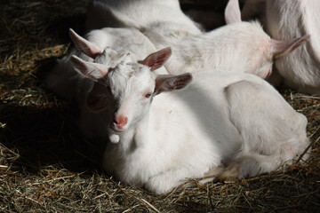 Fototapeta premium capretto capra capre latte agnello stalla fattoria 