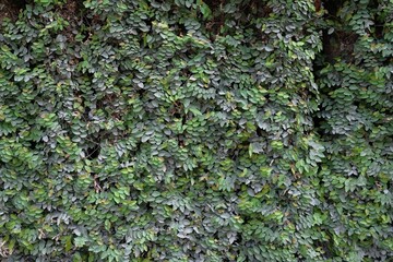 Tridax daisy or Creeping Fig texture background, green nature background