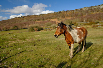 Naklejka na ściany i meble Chestnut and White Horse in a Field below Curbar Edge, Peak District, UK