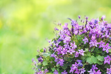Obraz premium Summer blossoming campanula flowers in shiny meadow, bellflowers blooming in green grass, selective focus, shallow DOF, toned 