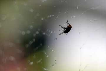 flies stuck on the spider web