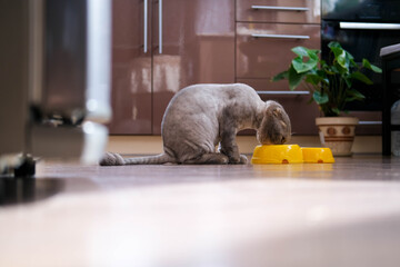 A beautiful trimmed cat is sitting in the kitchen. A cat with a fashionable haircut eats dry food from a plate. 