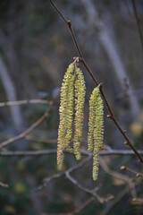 Weidenblüten